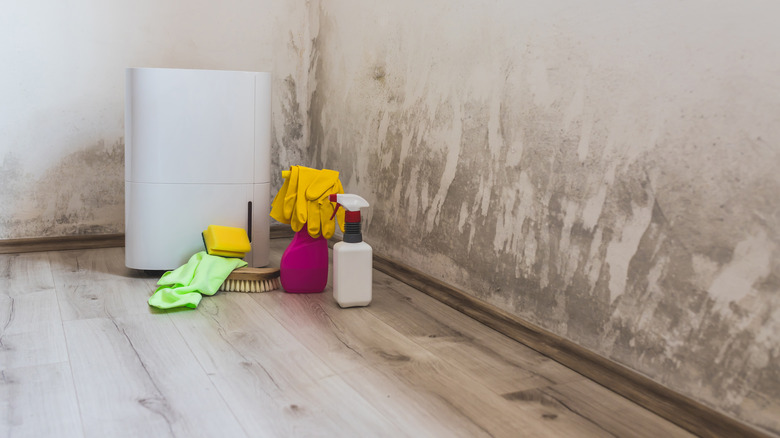 Cleaning basement mildew and mold
