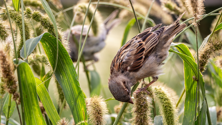 Sparrow eating seed pods