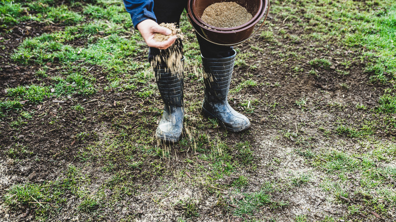 Person seeding bare spots in a lawn