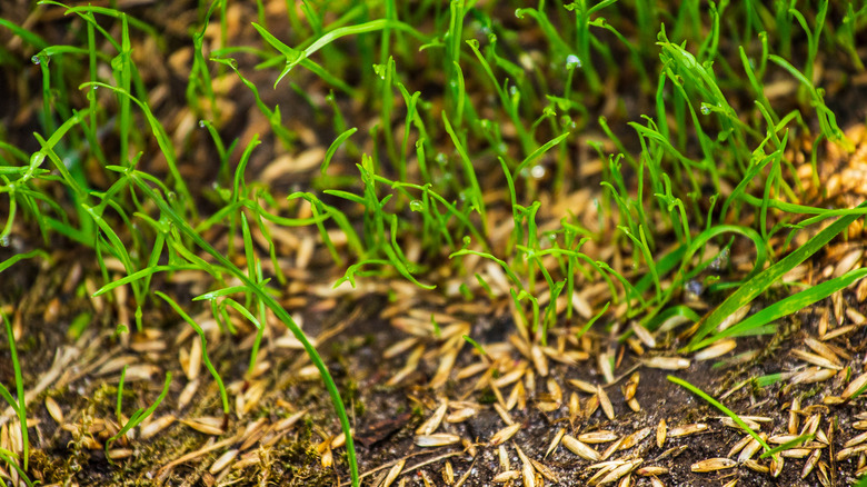 Grass seedlings sprouting among seeds