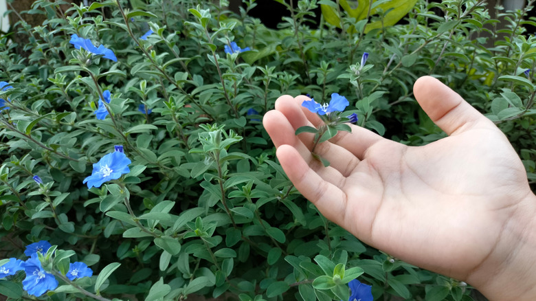 A gardener holds a 'Blue Daze' flower in their hand