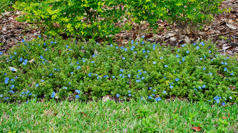 A patch of 'Blue Daze' grows beside a lawn