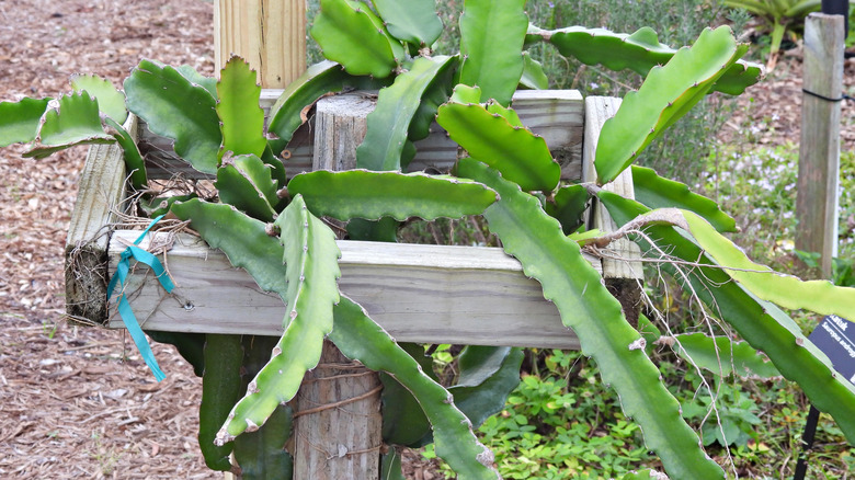 dragon fruit plant on trellis