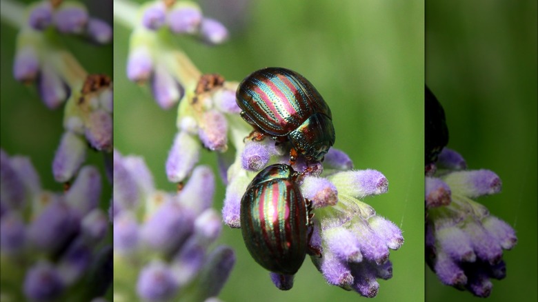 beetles on lavender plant