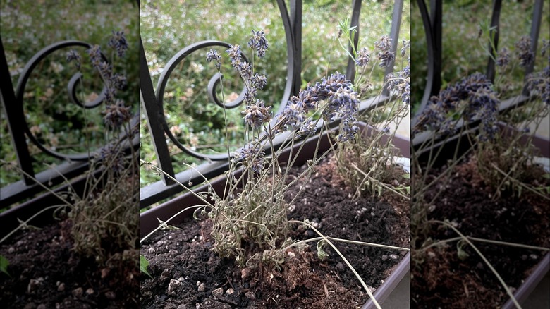 dying lavender plant