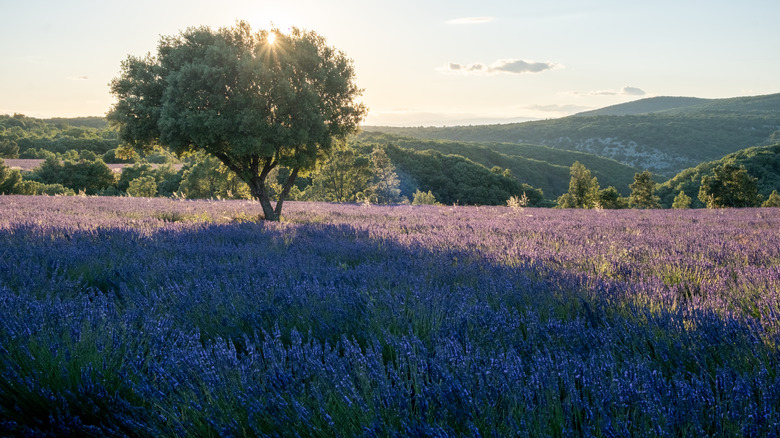 lavender growing under a tree