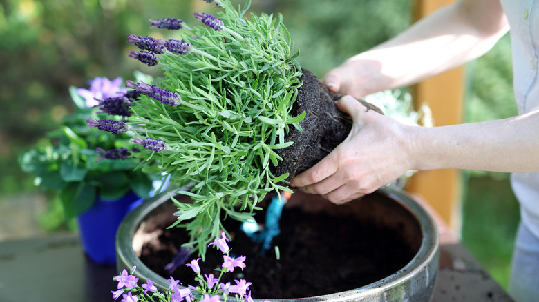 potting lavender plant