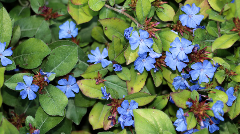 Close up of Ceratostigma plumbaginoides showing the pretty blue flowers