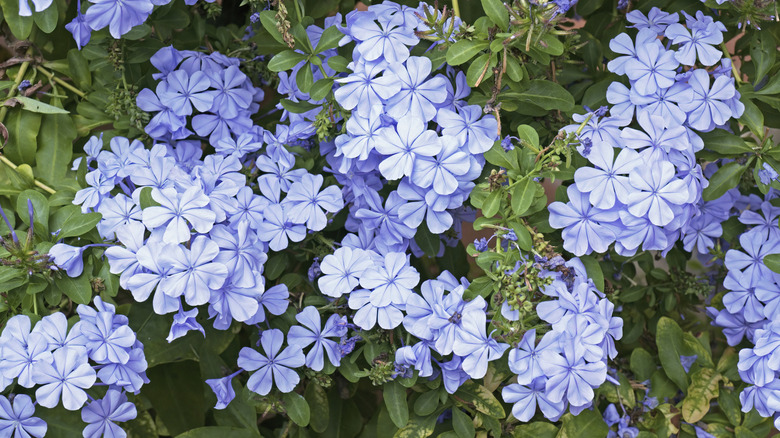 Overhead view of flowering cape plumbago with pretty pale blue blooms