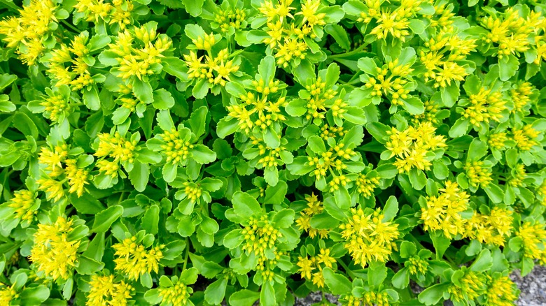 'Angelina' stonecrop