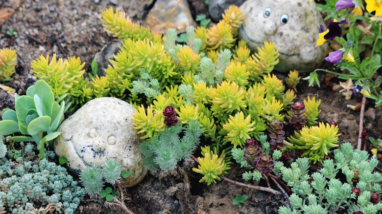 sedum ground cover