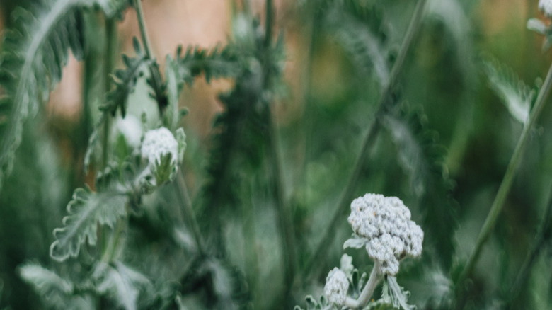 Yarrow blooms with yellow flowers.