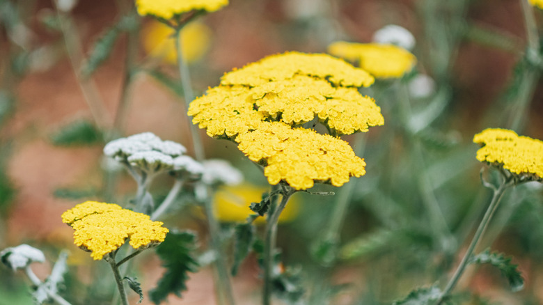 Yarrow blooms with yellow flowers.