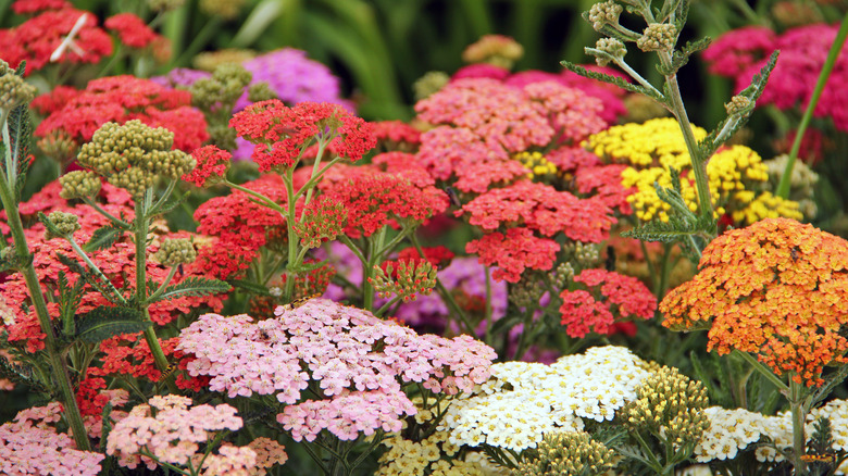 Yarrow blooms in a rainbow of colors.