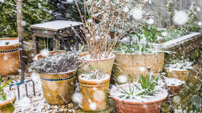 A beautiful container garden is covered in snow.