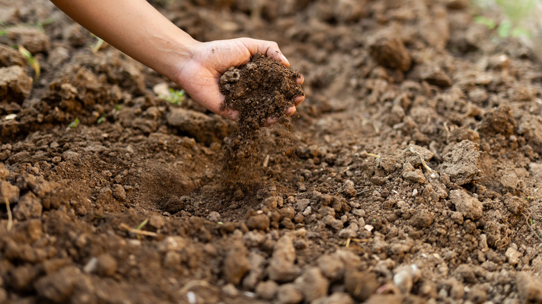 A gardener holds a handful of rocky soil