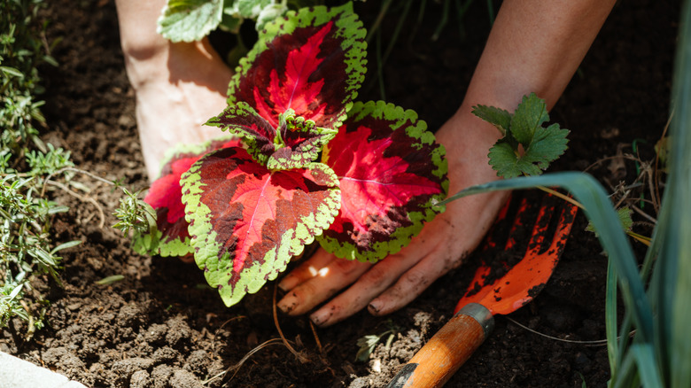 Gardener planting coleus plant in garden soil