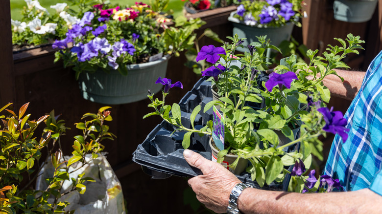 Person carrying tray of purple petunias.