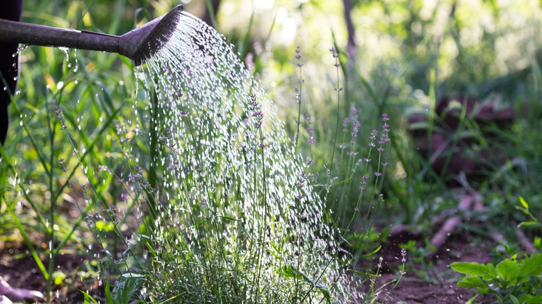 watering lavender