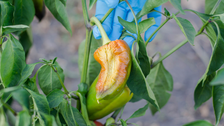 sunscald on a pepper