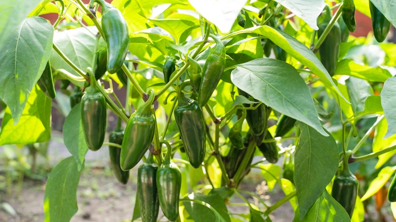 jalapeno pepper plant