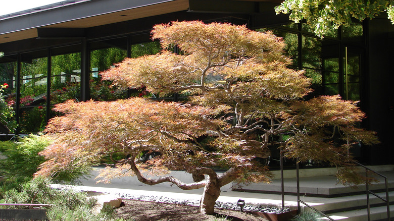 Japanese maple in full leaf