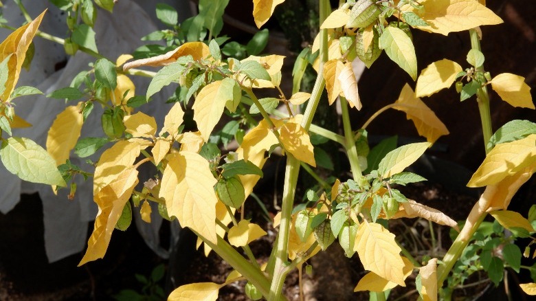 Plants with many yellowed eleaves