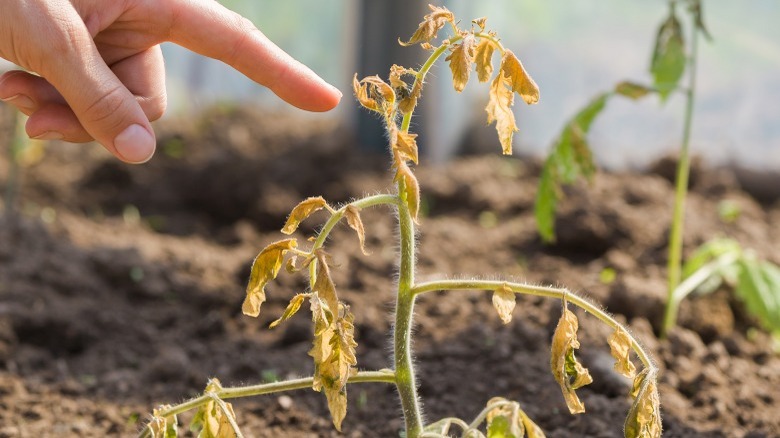 Finger pointing at dying plant