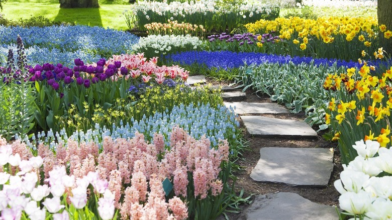 Flowering plants grouped together, path