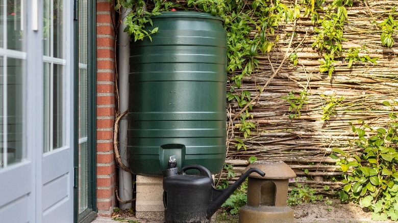 Dar green rainbarrel by house