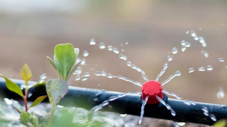 Closeup of drip irrigation hose