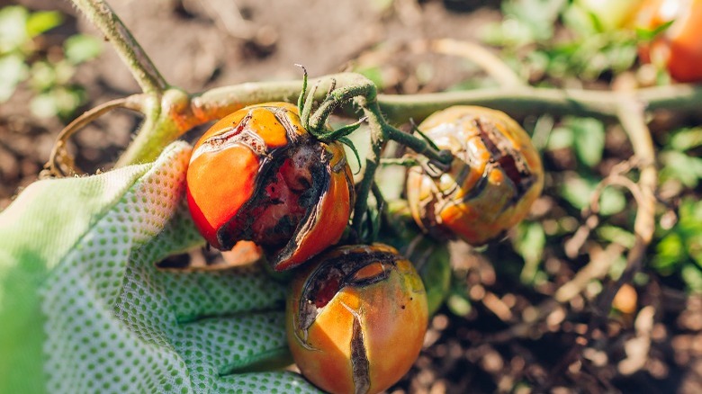 Overwatered, cracked tomatoes on vine