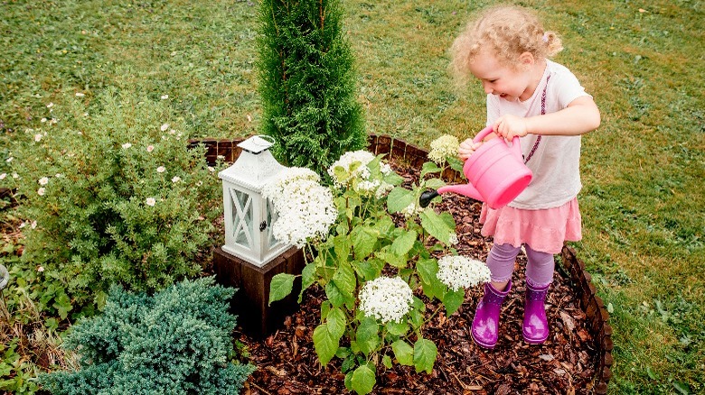 Little girl watering mulched flowers