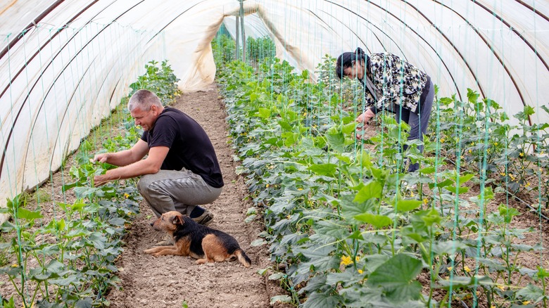 Person tending to cucumbers