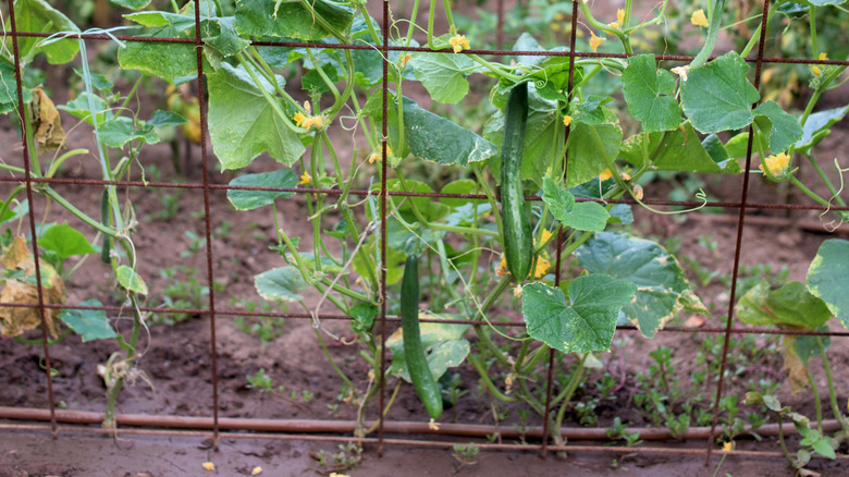 Cucumber vines wrapped on trellis