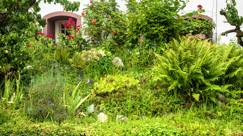 Messy overgrown shrubs