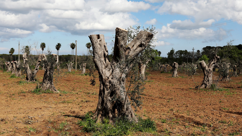 Topped olive trees