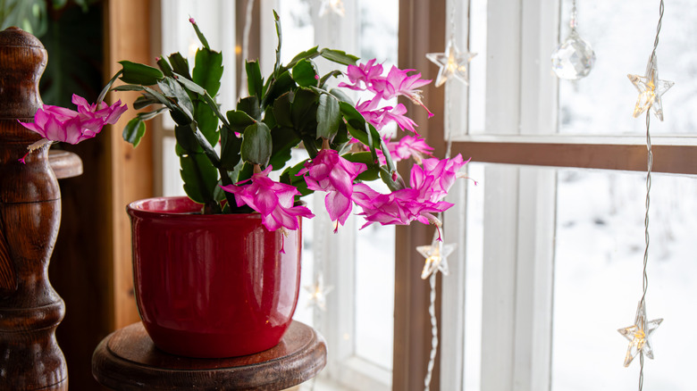 Christmas cactus growing in a pot inside a home