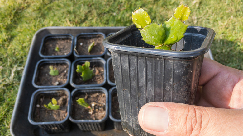 Propagated Christmas cactus cuttings in small containers