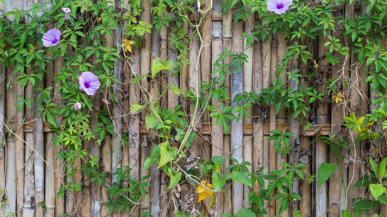 A raw bamboo fence overgrown with ivy and flowers