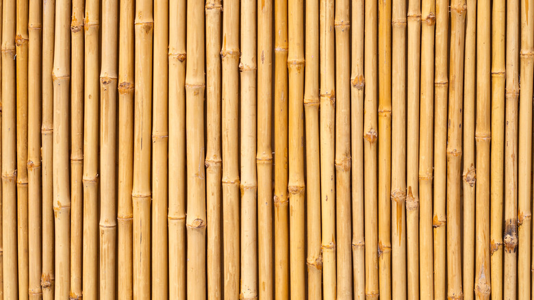 A fence made of solid bamboo stalks