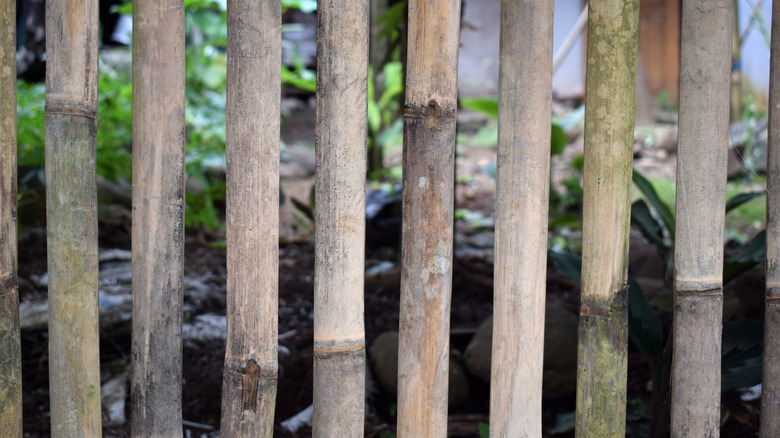 A close up view of bamboo fence with a natural finish