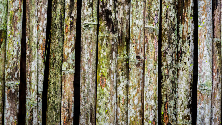 A close up view of moldy, crooked fence slats