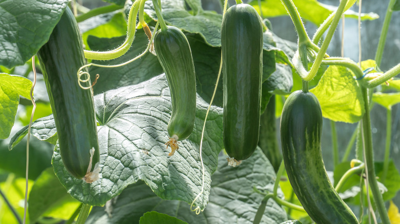 zucchinis growing on vine