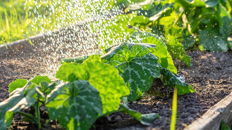 Watering zucchini plant in raised bed