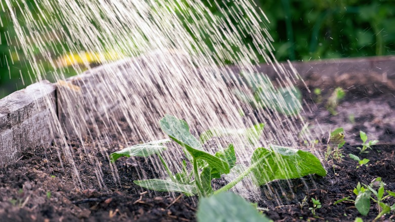 Watering zucchini plant