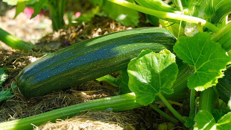 Mature zucchini on plant