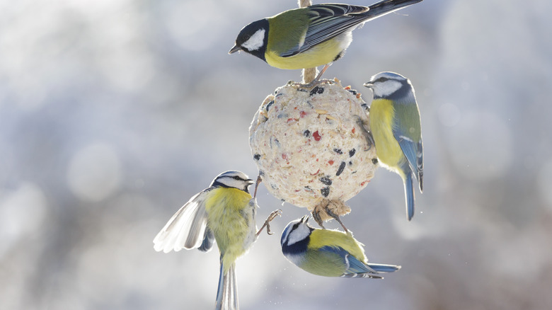 Birds perching on suet ball