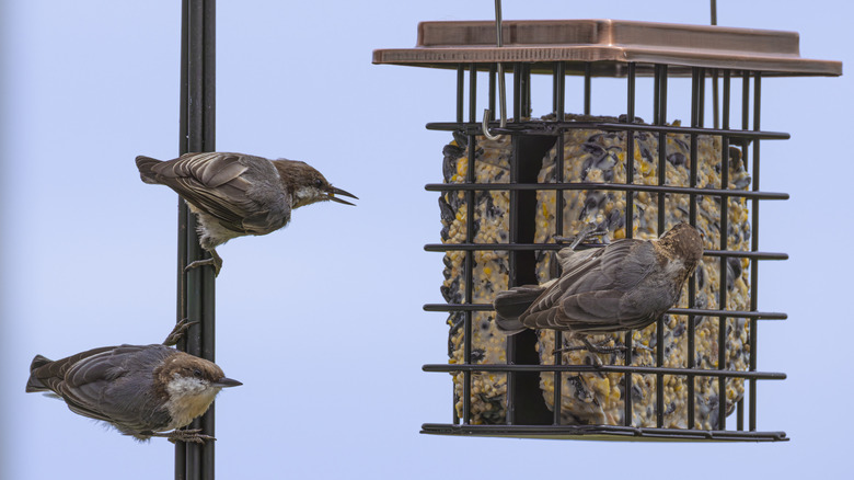 Birds eating from suet feeder