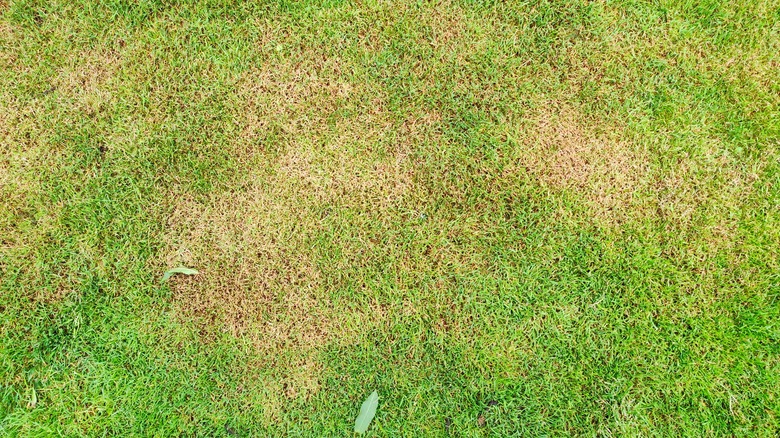 Brown area on lawn